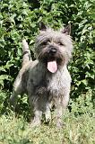 CAIRN TERRIER 009